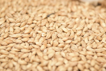 trigo cebada centeno