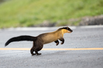 Yellow-throated marten (Martes flavigula), angle view, side shot, in the morning, jumping on the sidewalk of the rest area  in montane forest , Mae Wong National Park, northern of Thailand.