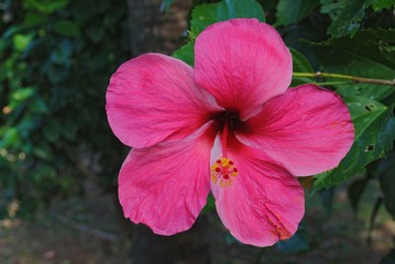 Close up, side view shot of a blooming red hibiscus or gumamela