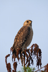 Red-shouldered Hawk, Buteo lineatus, perched on cypress branch in early morning light in Everglades National Park, Florida in early spring.