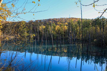 青い池 秋紅葉