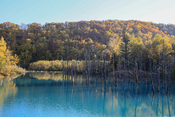 青い池の秋