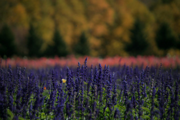 紅葉を背景にしたピンクの花畑