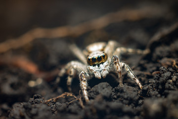 spider on a background