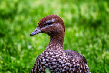 Australian Wood Duck Female