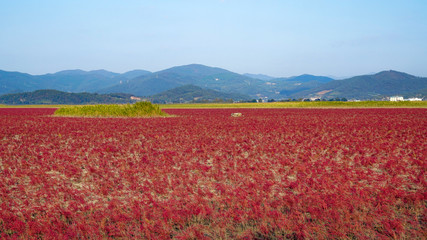 염전 주변에서 본 붉은 칠면초