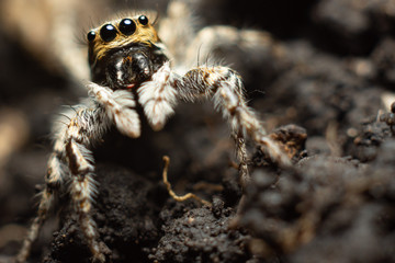 spider on web