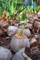 New born coconut tree in Samut Songkhram, Thailand