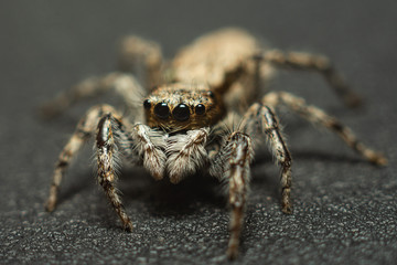 spider isolated on white background