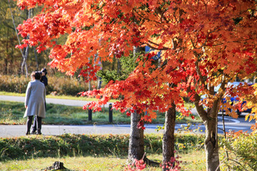 紅葉の木と老夫婦のシルエット