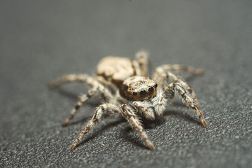 spider macro