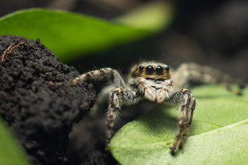 spider on leaf