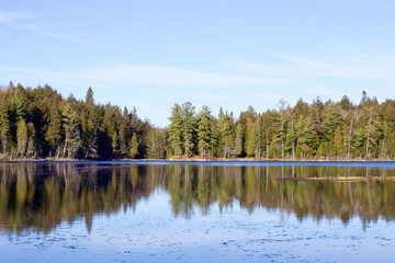 Forest bank on a lake