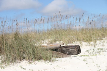 Gulf Shores Dune Project in 2019