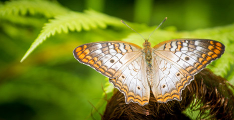 Butterfly on Fern 