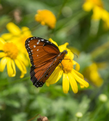 Butterfly on Yellow Flower 