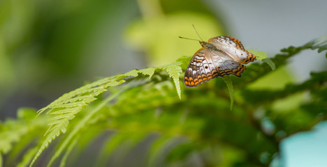 Butterfly on Fern 