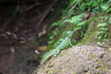 Male Green Basilisk