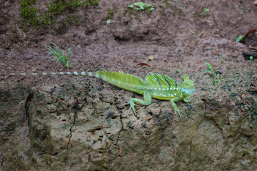Male Green Basilisk