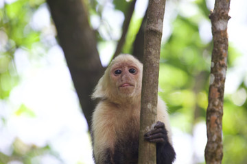 Wilder Kapuzineraffe