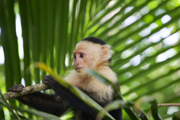 Wilder Kapuzineraffe