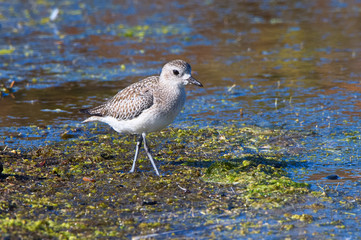 black bellied plover