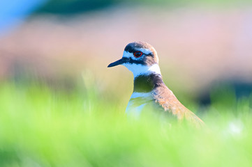 Killdeer hide and seek
