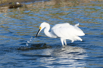 great white egret in water