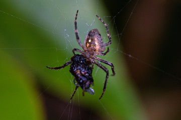 spider with prey in web
