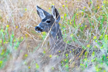 young mule deer in the grass