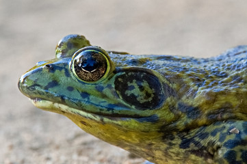 Bull Frog