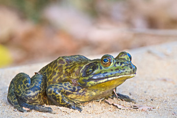 frog
