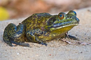 Bull frog side profile