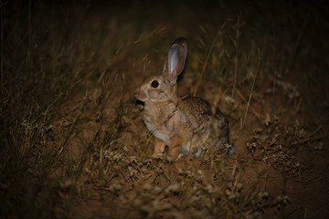 Conejo del desierto (Sylvilagus audubonii)