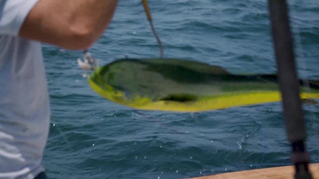 Gigged Mahi Mahi on sport fishing trip