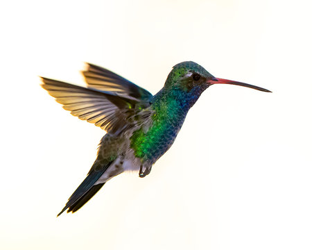 Colibri de pico ancho (Cynanthus latirostris)
