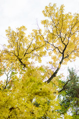 Colorful autumn tree with yellow leaves. View up.