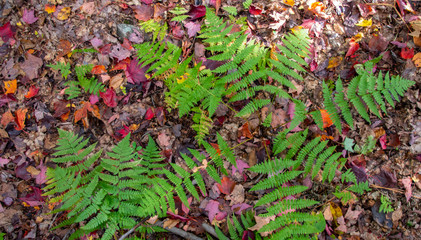 Bright green ferns