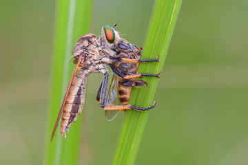 fly on leaf