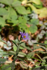 Obraz premium Yosemite Fall 2019