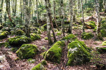 forest in forest