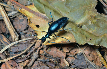 Beetle (Meloe sp. violatus) 16