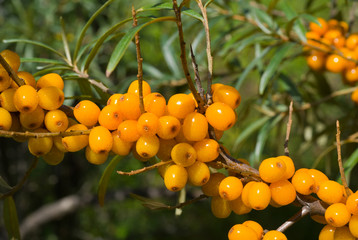Berries of sea-buckthorn on branch 4