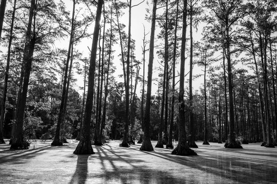 black and white photograph silhouettes of bald cypress trees in swamp