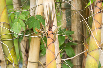 Bamboo shoot