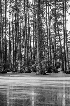 black and white photograph of bald cypress forest in swamp