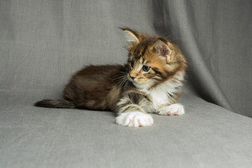 kitten was wonderful Maine Coon in the photo Studio