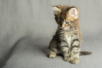 kitten was wonderful Maine Coon in the photo Studio