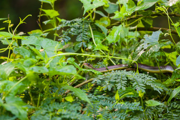 painted bronzeback snake