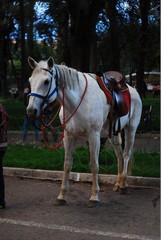 Caballo en Sucre